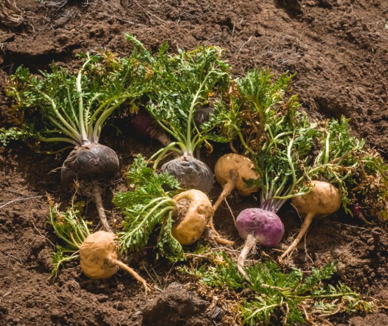 Maca 101: Exploring the Differences Between Yellow, Red, and Black Maca