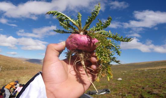 Maca: The Peruvian Root Vegetable That Can Improve Your Health and Well-being