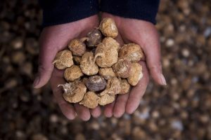 dried-maca