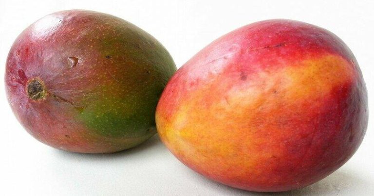 Mango-maduro-y-verde